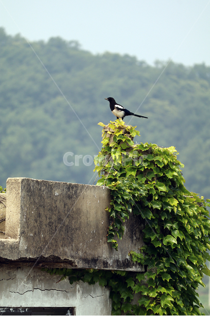 까치,초록색,풀,휴식,소식,식물,자연,plants,nature,동물,animal,조류,새,birds