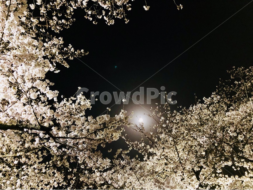 벛꽃,진해,달,세벽,봄,꽃,군항제,봄,계절,spring,season,자연,풍경,nature,landscape,야경,밤,nightscape,night,flare,플레어,light,빛,plant,식물