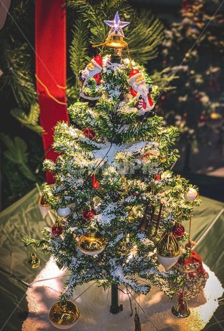 tree,christmastree,나무,크리스마스트리,장식,plant,식물,ornament,메리크리스마스,성탄절,merry christmas