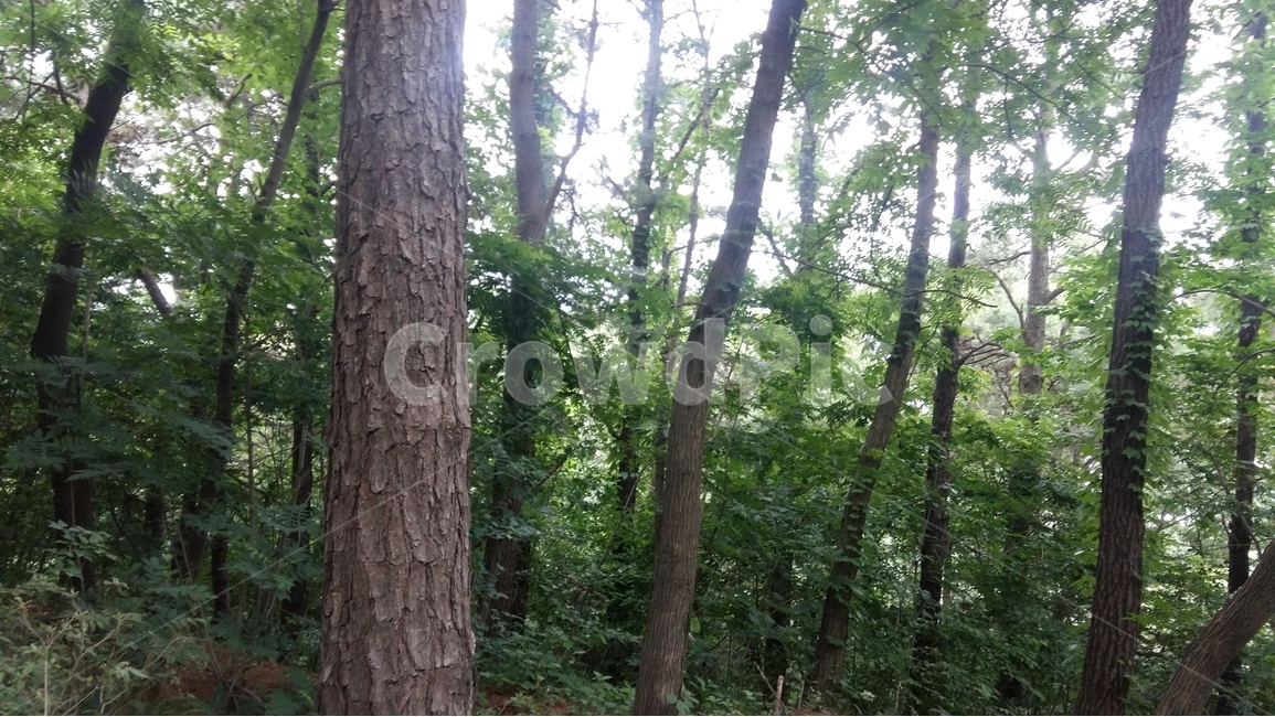 향적산,등산,숲,나무,산책,자연,풍경,nature,landscape,식물,plants,나무,trees,wood,plant,tree,tree trunk,나무 줄기