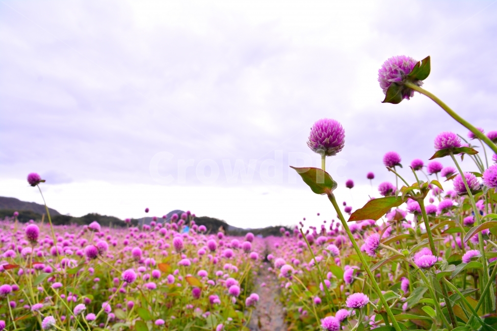 꽃,천일홍,가을꽃,아름다움,sns,ebook,가을이미지,빨강,분홍,흰색,flowers,plants,red,colorful,칼라풀,색상,가을,autumn,fall,garden,공원,배경,백그라운드,바탕화면,꽃밭,명소,가볼만한곳,관광,산책,구경,tour,나리공원,뷰티풀,beautiful,feeling,emotion,감성,필,분위기,느낌,park,야외,수많은,식물,풍경,자연,아름다운,꽃잔치,꽃물결,주말나들이,가든,천만송이,식물,자연,plants,nature,꽃,flower