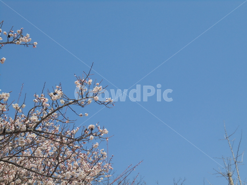 자연,자연물,나무,tree,nature,봄,계절,spring,season,자연,풍경,nature,landscape
