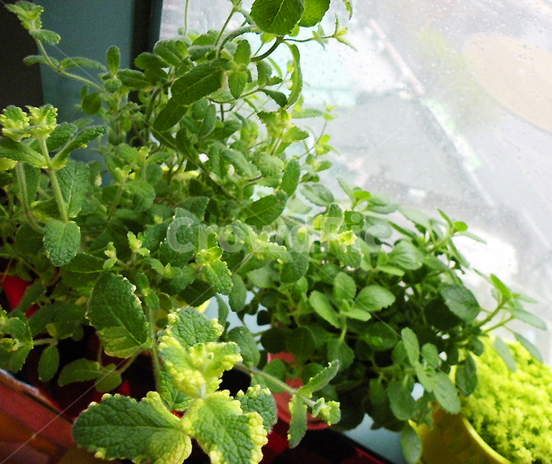 봄,봄비,허브,장미허브,파인애플민트,화분,비내리는,창가,식물,자연,plants,nature