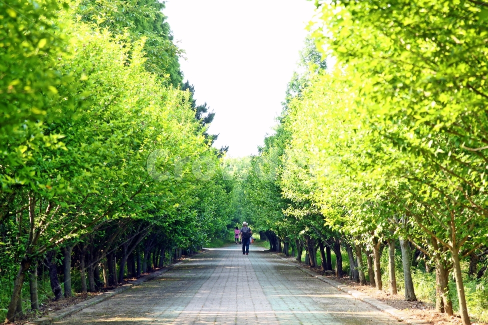 길,나무길,녹음,경주,나무,tree,green,road,푸르름,풍경,landscape,햇살,자연,풍경,nature,landscape,휴식,힐링,rest,relaxation,healing,garden,정원,outdoors,옥외,arbour,정자