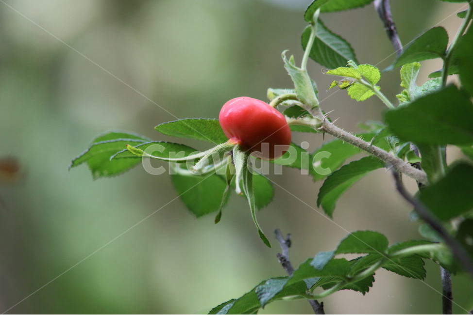 해당화,해당화열매,종자,fruit,rosarugosa