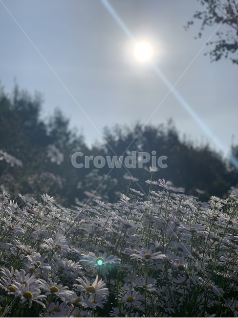flowers,꽃,꽃밭,구절초,식물,plant,가을,autumn,blossom,sunlight,자연,풍경,nature,landscape,grass,잔디