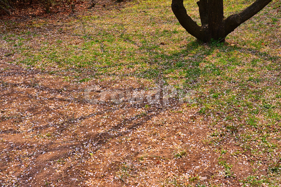 봄,시즌,계절,spring,season,배경,바탕,백그라운드,3월,4월,정원,봄배경,꽃잎,낙화,그림자,봄,계절,spring,season,ground,바닥