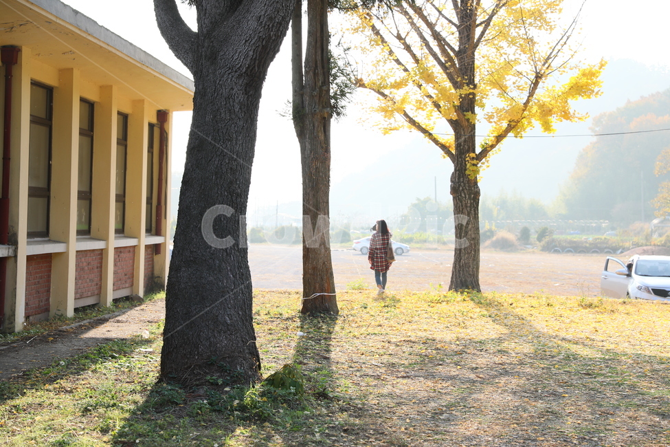 분교,교정,단풍,가을,풍경,가을,계절,fall,autumn,season,식물,자연,plants,nature,나무,trees,wood,tree trunk,나무 줄기,tree,plant