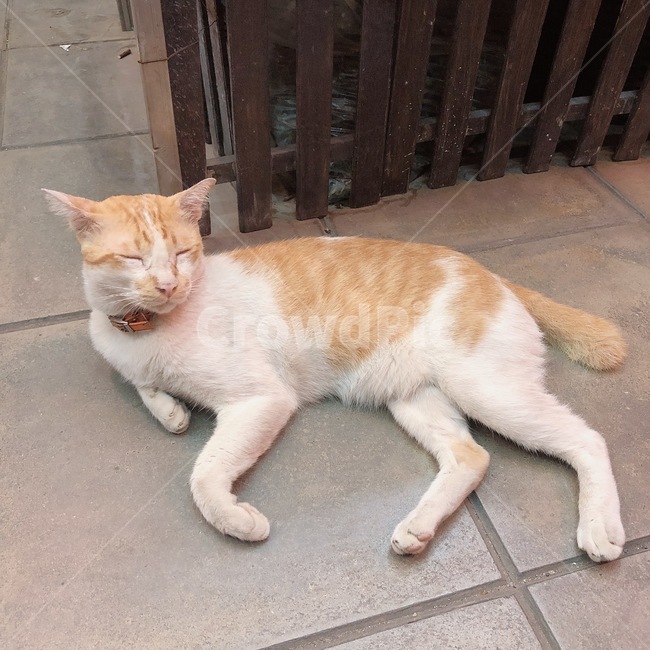 길냥이,길고양이,냥이,고양이,태국고양이,태국,졸림,배부름,눈감음,눈,고양이눈