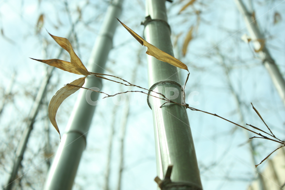 대나무,대나무숲,죽림,나무,숲,식물,자연,plants,nature,나무,trees,wood