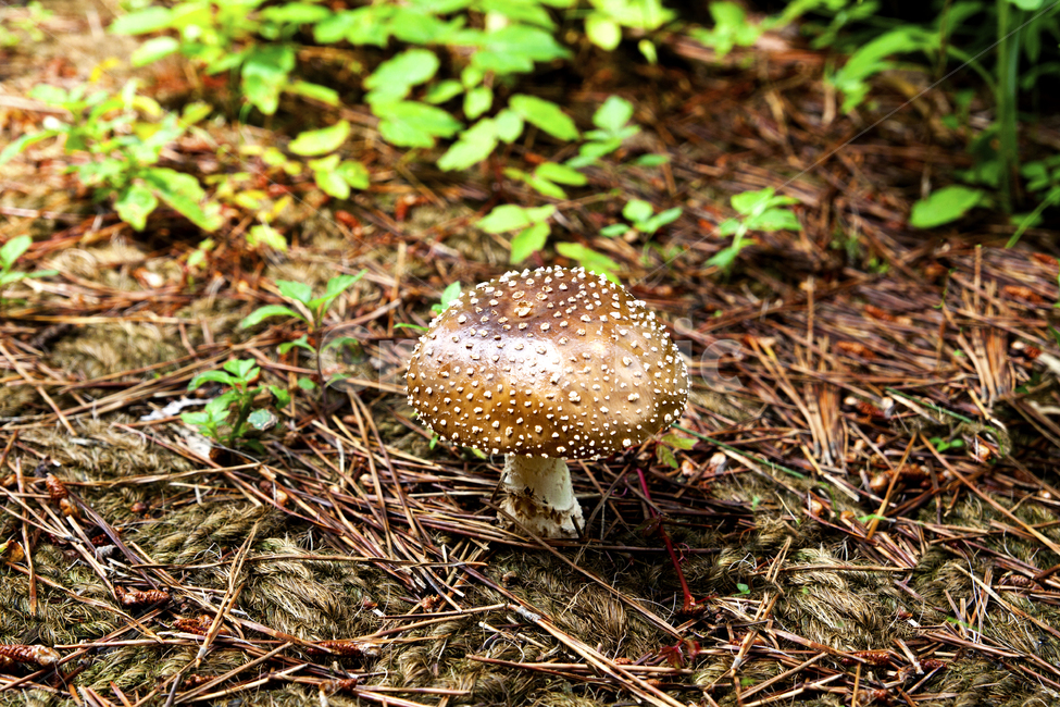 버섯,식물,야생,독버섯,진균류,fungus,plant,버섯,mushroom