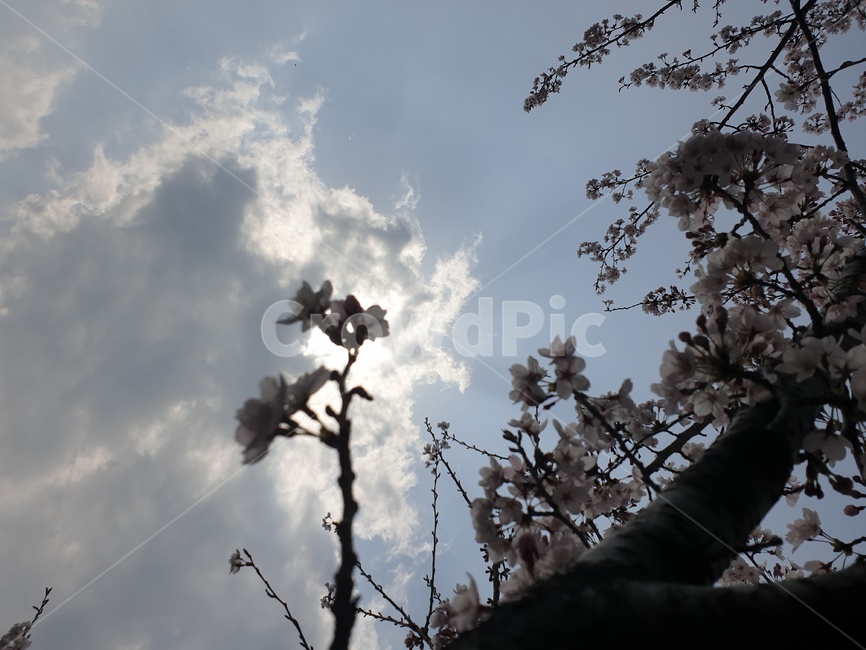 자연,벚꽃,벚꽃가지,구름과꽃,꽃,자연,풍경,nature,landscape,weather,날씨,outdoors,옥외