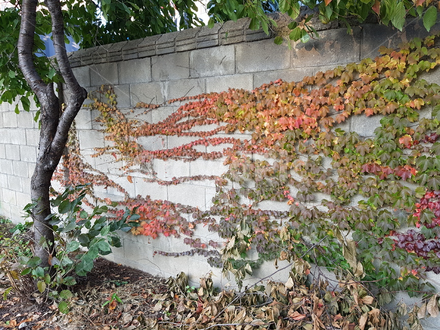 plant,식물,tree,나무,담쟁이,덩쿨,풀,벽