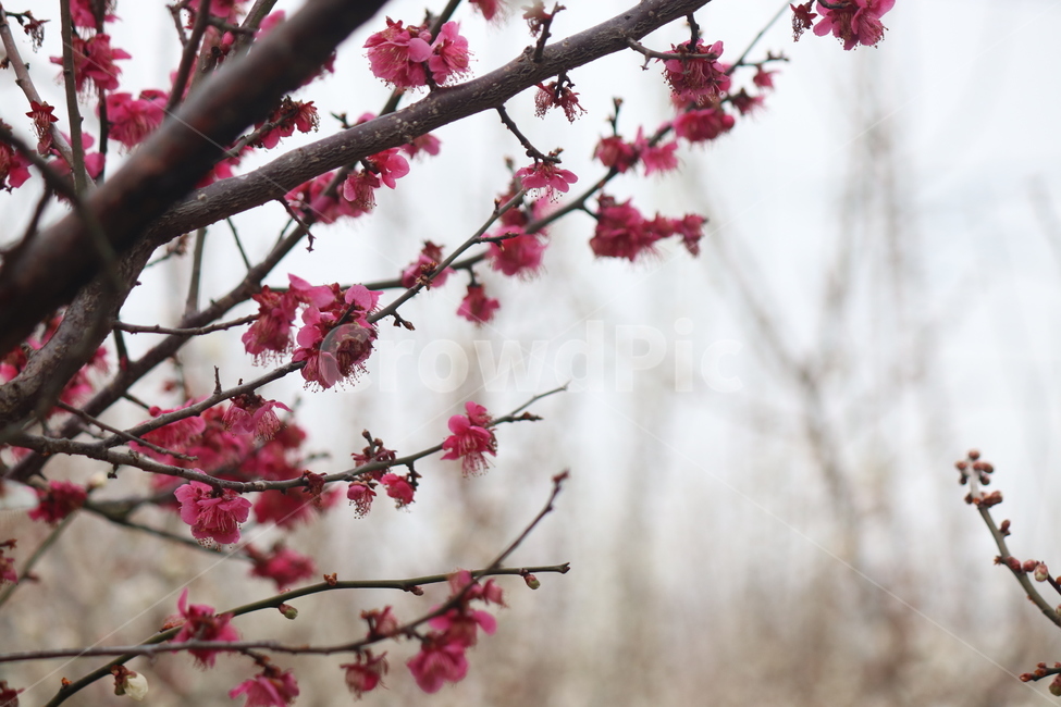 식물,꽃,flower,봄,매화,홍매화,자연,감성적,감성사진,배경화면,색감