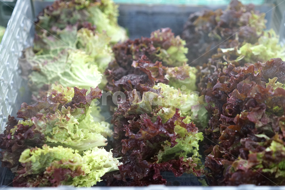 vegetables,야채,채소,신선한,유기농,식품,건강,상추,자연,채식,채식주의자,녹색,마트,시장,음식,식재료,요리,food,cook,meal,dishes,food reserves,채소,야채,vegetables