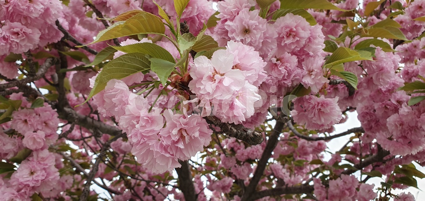 꽃,flower,blossom,식물,벚꽃,겹벚꽃,plant,나무,봄,계절,spring,season