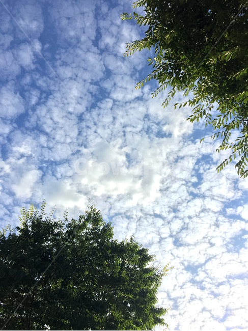 하늘,나무,구름,tree,식물,plant