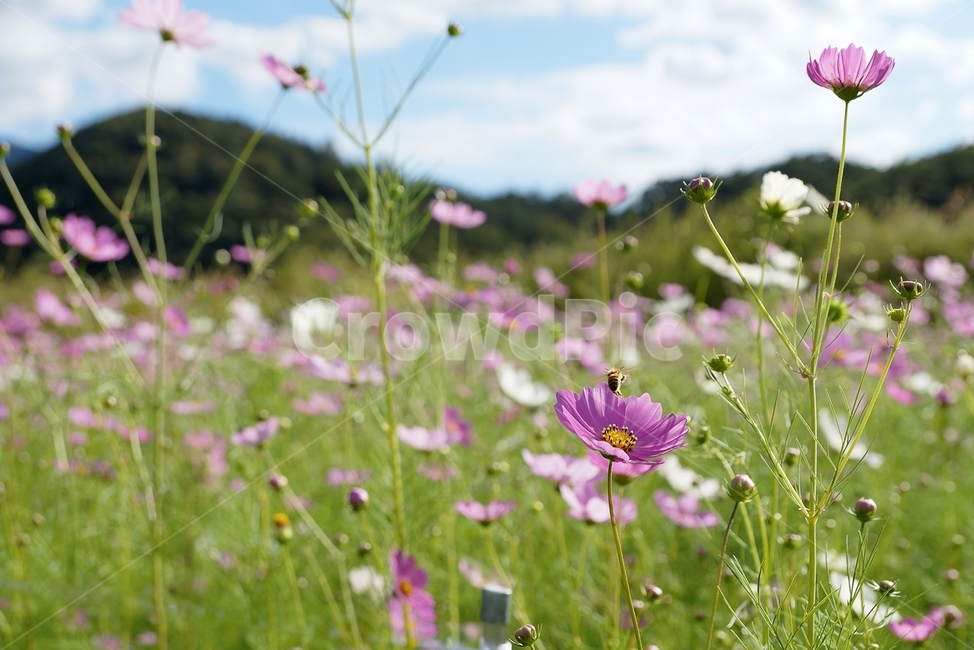 꽃,가을,코스모스,꽃밭,자연,가을,계절,fall,autumn,season,식물,자연,plants,nature,꽃,flower,grassland,목초지,field,들,outdoors,옥외,anemone,아네모네,plant,blossom