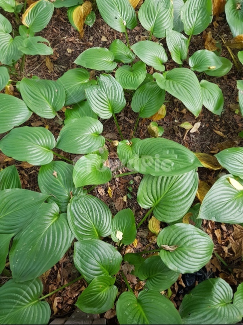 leaf,잎,plant,식물,자연,초록색,green,연두색
