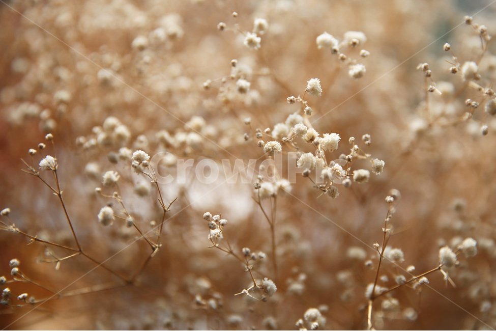 식물,감성,plant,따뜻함,꽃,분위기,색감,아름다운,자연,flower,emotion,feeling,nature,식물,자연,plants,nature,꽃,flower,감성,sensible,feeling