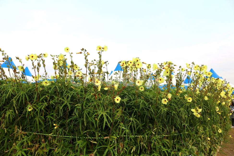 닥풀,꽃,닥풀꽃,식물,자연,황추규,황촉규,아욱과,식물,자연,plants,nature,꽃,flower