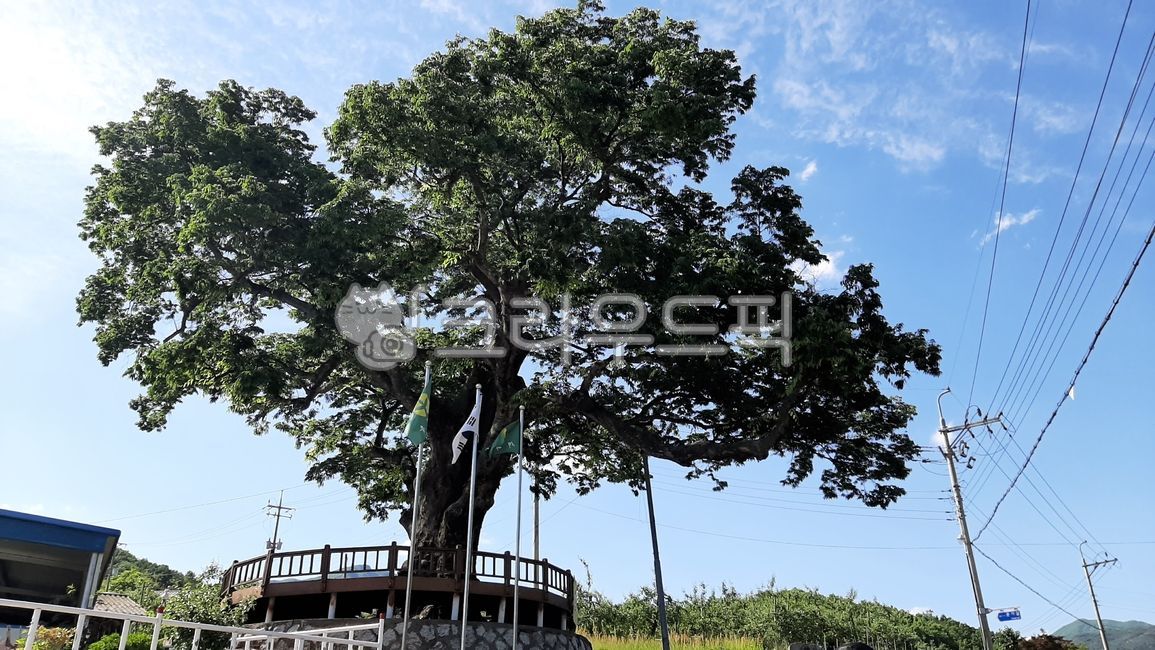 big tree,Rural,sky,blue sky,flag,Korean flag,countryside,tree,cloud,village entrance,korea,Saemaeul,Korean Flag,plant,weather,electric cord,Sunny
