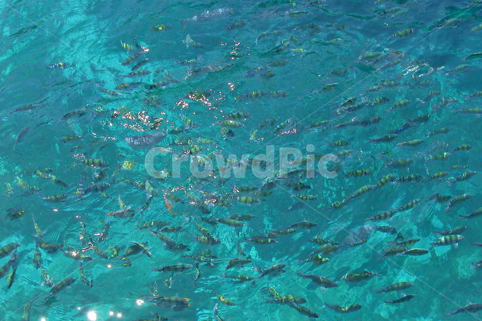 sea,water,물,fish,fishes,물고기,바다,푸른바다,파란바다,blue,bluesea,어류,물고기,fish