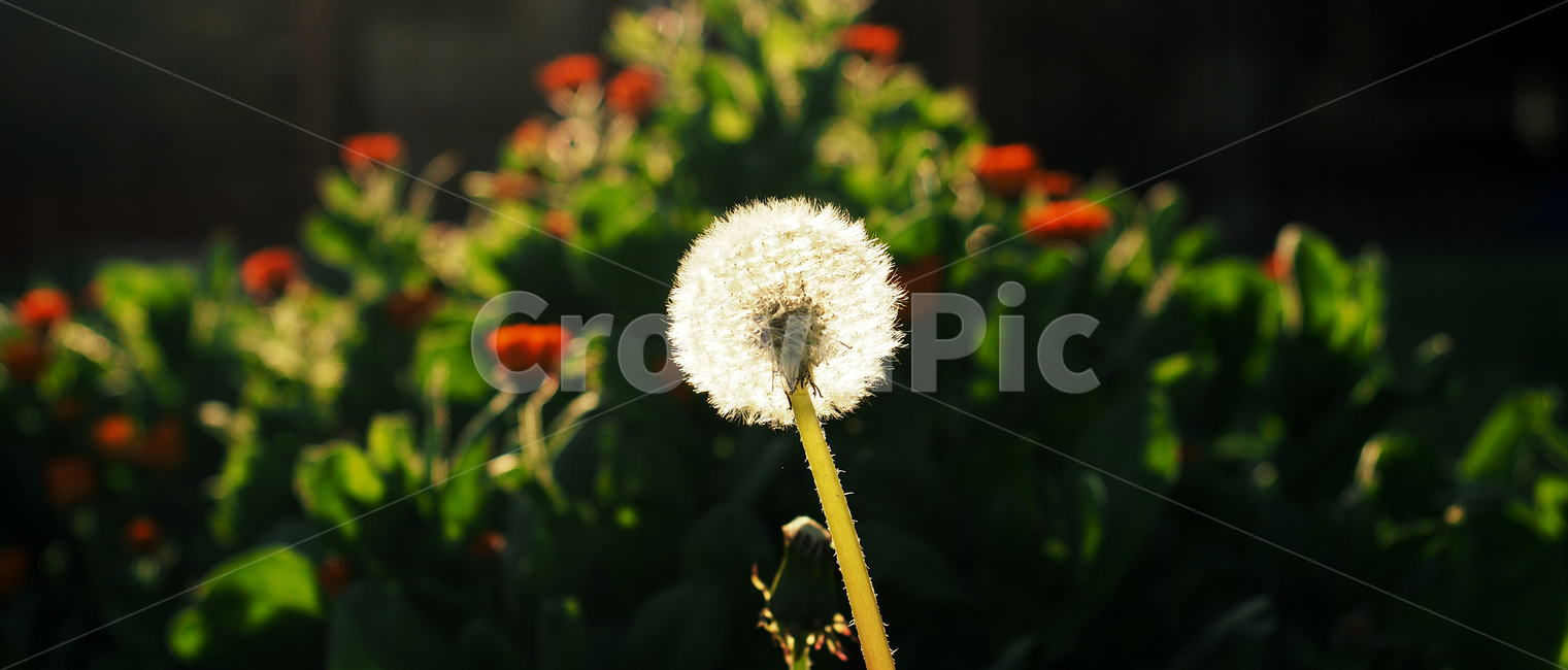 빛,민들레,봄,꽃,식물,그린,자연,warm,온기,따듯함,풍경,fresh,flowers,flower,spring,morning,sunrise,light,grass,nature,garden,sun,beauty,beautiful,background,white,landscape,leaf,flora,sunshine,sunlight,green,color,closeup,colorful,plant,floral,blossom,natural,bright,vintage,빈티지,감성사진,식물,자연,plants,nature,꽃,flower