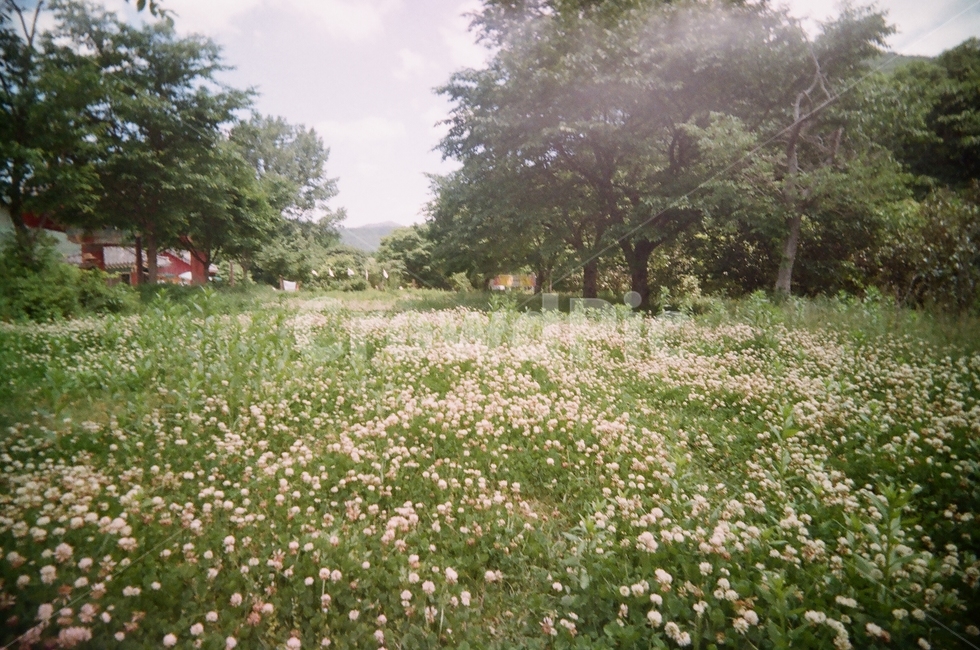 토끼풀,숲,토끼풀밭,하얀꽃밭,필름사진,자연,풍경,nature,landscape,field,들,outdoors,옥외,grassland,목초지