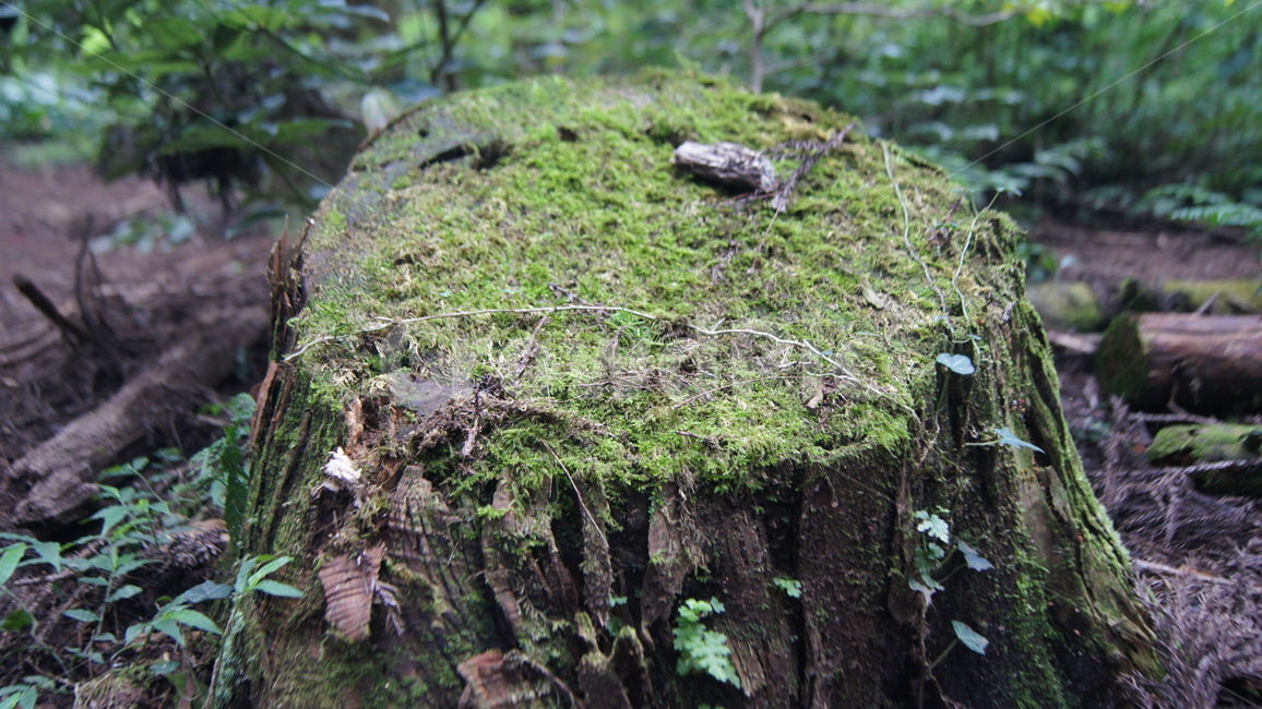 나무,이끼,숲,자연,초록,식물,자연,plants,nature