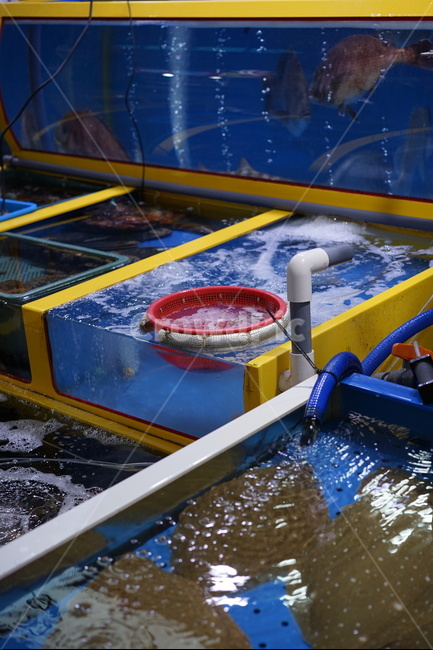 횟집,수산시장,해산물,생선,음식,시장,마트,마켓,market,mart,market place,수산물,해산물,fishery products,seafood