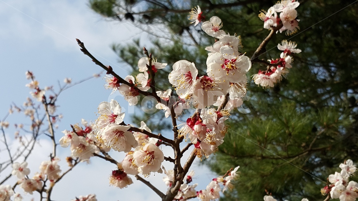 식물,blossom,꽃,flower,벗꽃,식물,자연,plants,nature,꽃,flower