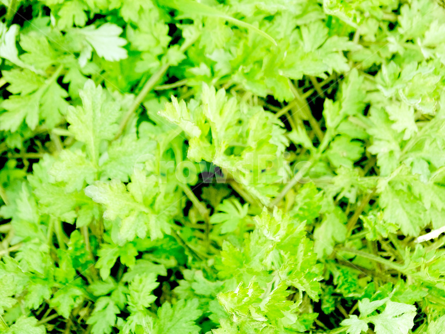 쑥,잡초,쑥국,봄,제철,식물,자연,plants,nature