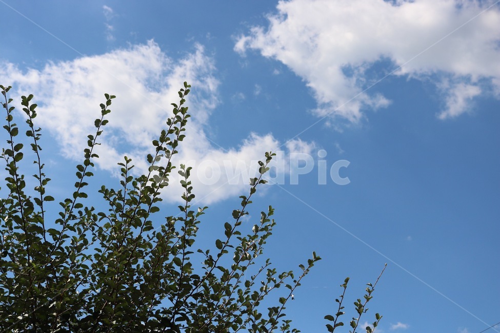 구름,자연,파랑,흰색,식물,초록,sky,sora,cloud,kumo,nature,blue,ao,white,shiro,plants,shokubutsu,green,midori,가을,하늘,fall,aki,자연,풍경,nature,landscape,outdoors,옥외