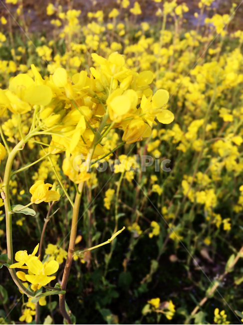 식물,꽃,유채꽃,노랑,유채,식물,자연,plants,nature,꽃,flower