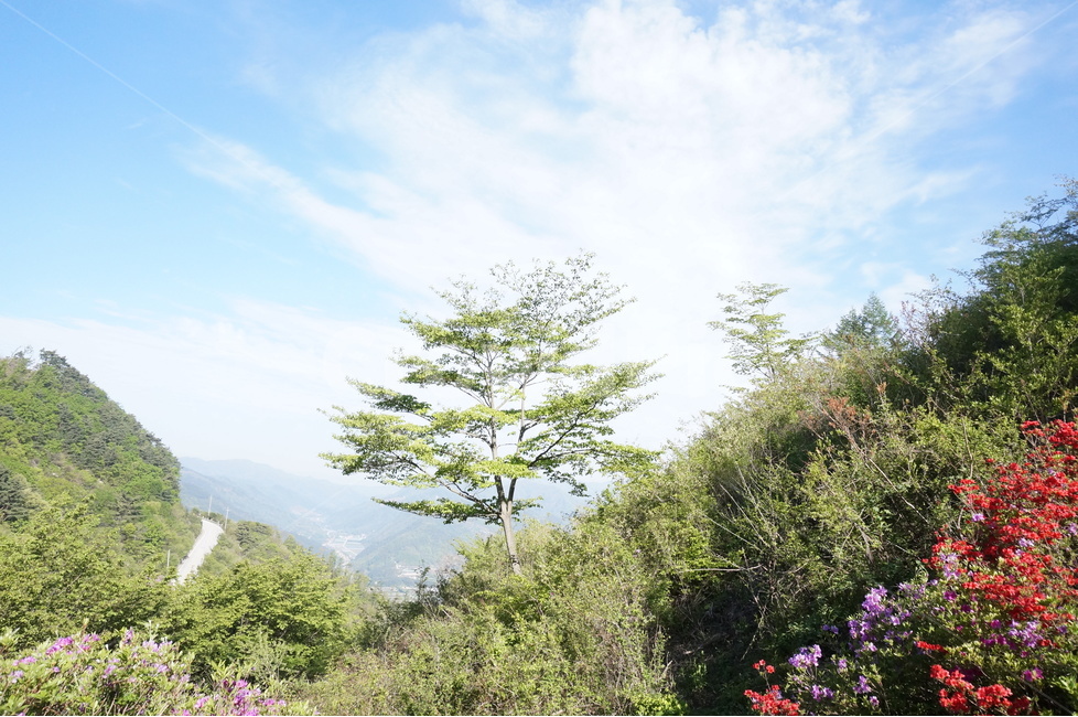산,철쭉,분홍,파랑하늘,나무,아침,햇살,봄,봄,계절,spring,season,자연,풍경,nature,landscape,outdoors,옥외,plant,식물