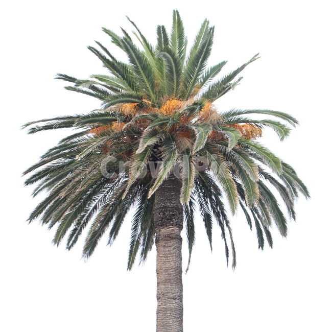 야자수,palmtree,tree,나무,식물,plant,arecaceae,자연