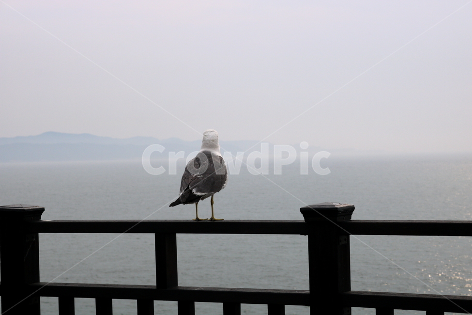 갈매기,새,조류,바다,동물,하늘,자연,동물,animal,조류,새,birds