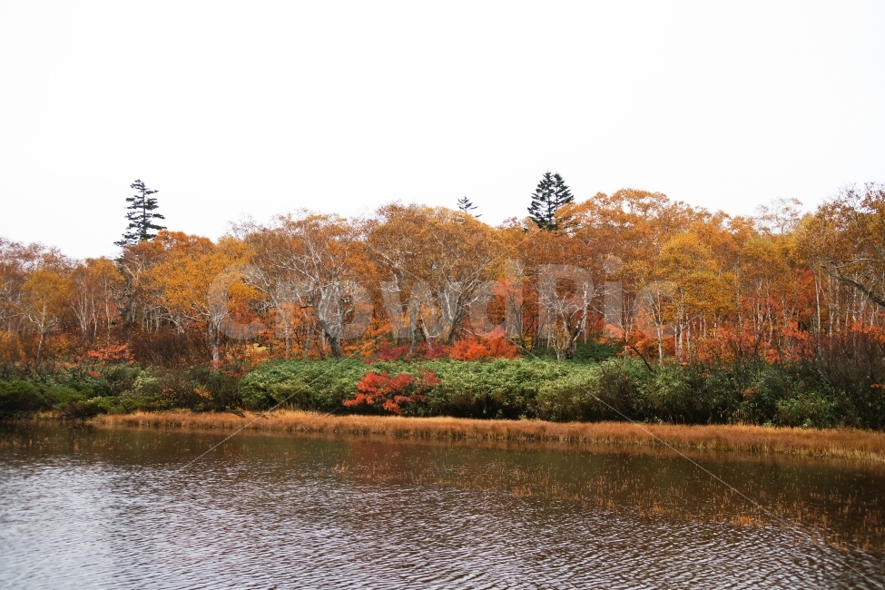 단풍,호수,나무,물,빨강색,노랑색,초록색,비,반영,가을,가을,계절,fall,autumn,season,자연,풍경,nature,landscape,tree,plant,식물