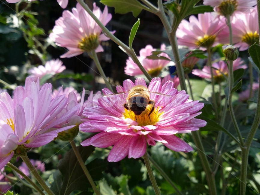 insect,곤충,식물,꽃,자연,식물,자연,plants,nature,꽃,flower