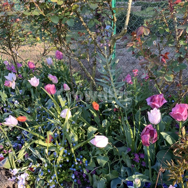화분,식물,plant,garden,꽃밭,정원,꽃,flower