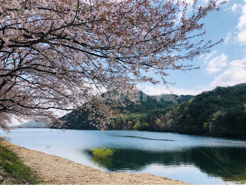 벚꽃,벚나무,벚꽃나무,저수지,호수,봄,spring,풍경,봄풍경,꽃,flower,나무,tree,cherryblossom,체리블라썸,봄꽃,봄,계절,spring,season,자연,풍경,nature,landscape,water,물,outdoors,옥외