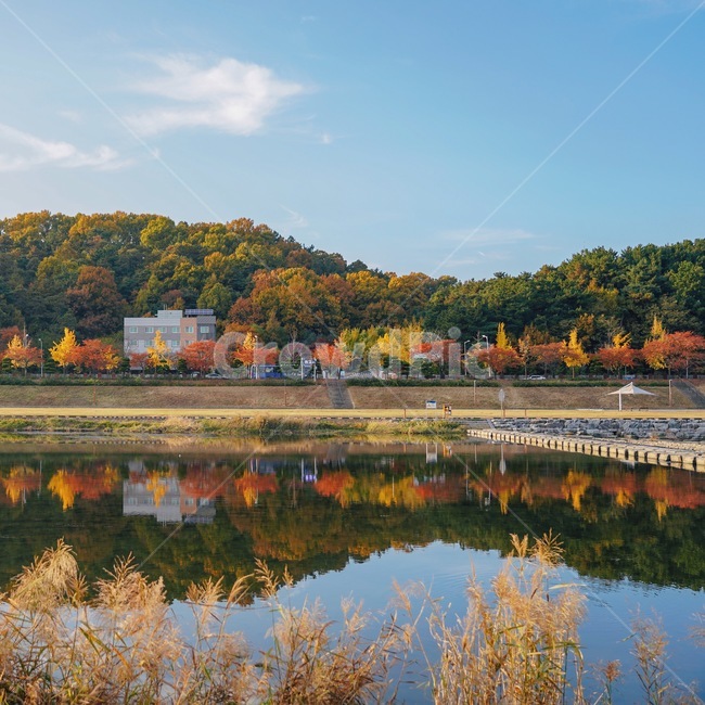 가을,단풍,대전,갑천,단풍놀이,자연,nature,반영,가을풍경,가을,계절,fall,autumn,season,water,물,outdoors,옥외