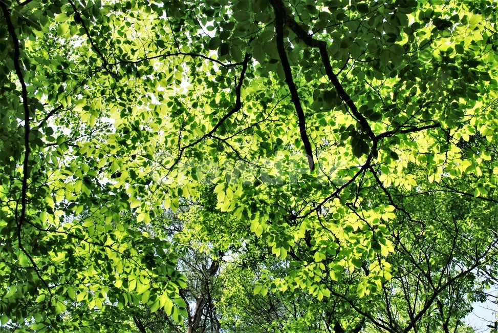 까치박달나무,자작나무과,서어나무속,까치박달나무신록,신록,나무,자연,식물,식물,자연,plants,nature