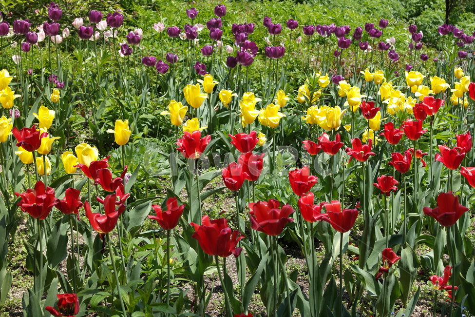plant,식물,blossom,flower,꽃,튤립,식물원,정원,박람회