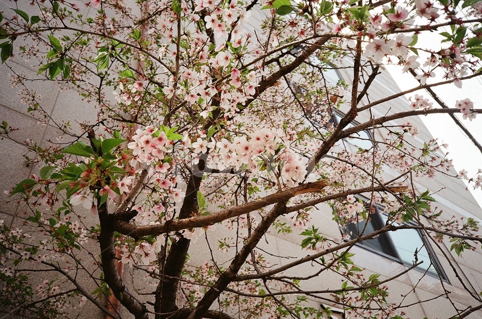 벚꽃나무,봄,분홍,꽃,사계절,spring