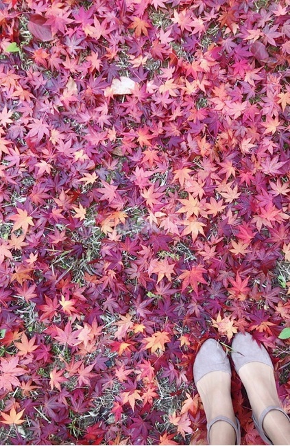 단풍,하이힐,나뭇잎,발,여자,가을,계절,fall,autumn,season,plant,식물,leaf,잎,tree,나무