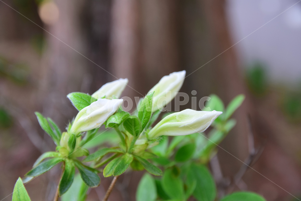 철쭉,진달래,힌철쭉,꽃,자연,식물,힌,white,나무,힌꽃,nature,flower,꽃잎,plant,바탕,색감,감성,식물,자연,plants,nature,꽃,flower