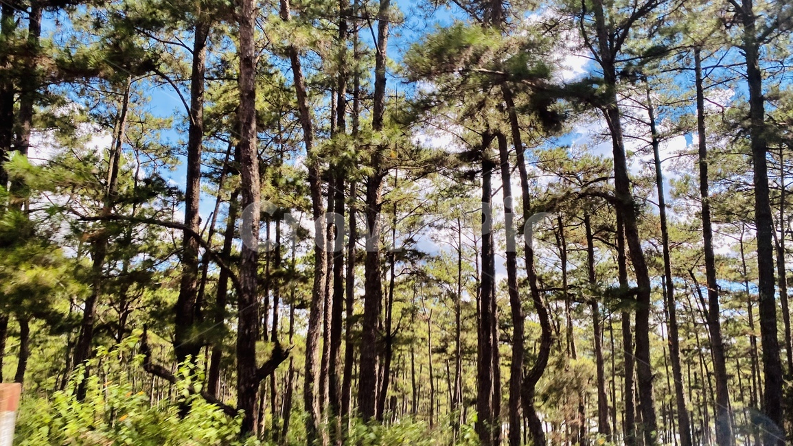 tree,plant,나무,자연,nature