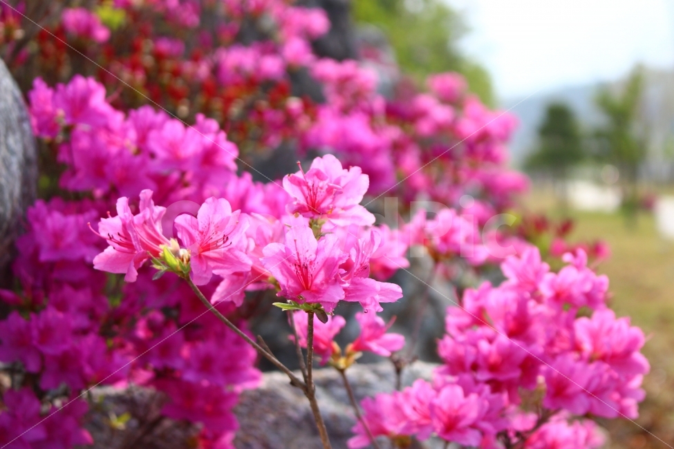대전,도안동,꽃,봄,자연,산책,공원,식물,자연,plants,nature,꽃,flower